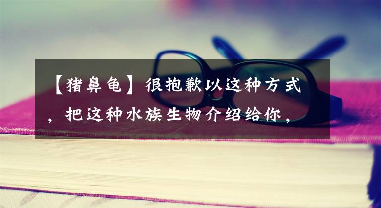 【猪鼻龟】很抱歉以这种方式，把这种水族生物介绍给你，它其实不属于鱼缸