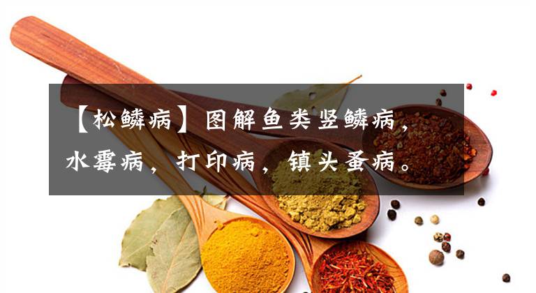 【松鳞病】图解鱼类竖鳞病，水霉病，打印病，镇头蚤病。