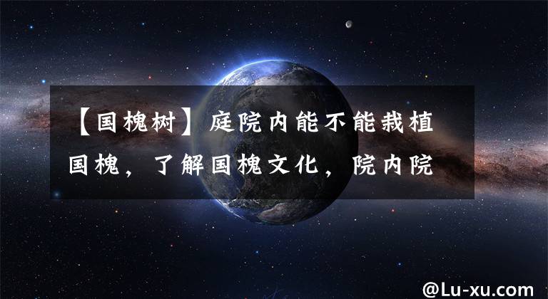【国槐树】庭院内能不能栽植国槐，了解国槐文化，院内院外效果大不相同