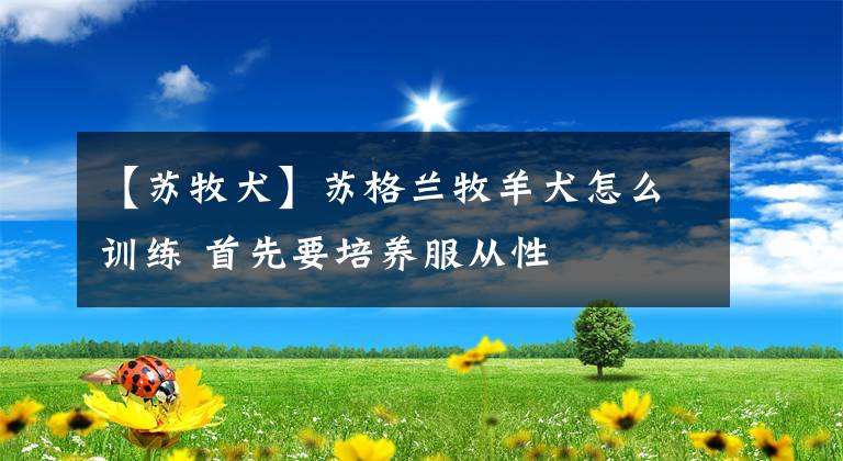 【苏牧犬】苏格兰牧羊犬怎么训练 首先要培养服从性