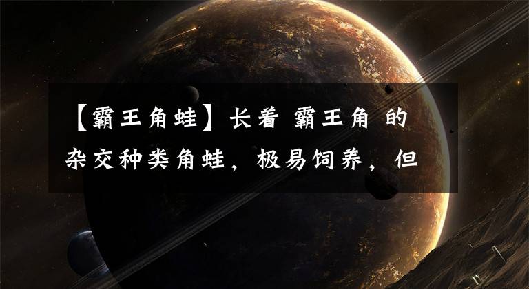 【霸王角蛙】长着 霸王角 的杂交种类角蛙，极易饲养，但很难繁殖