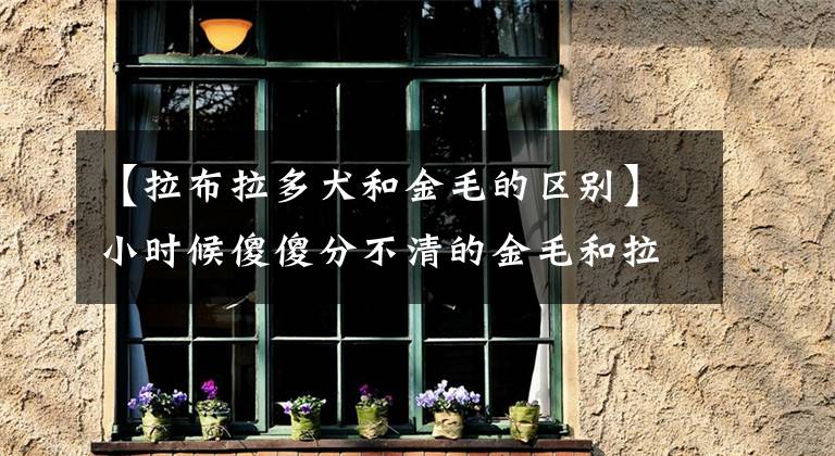 【拉布拉多犬和金毛的区别】小时候傻傻分不清的金毛和拉布拉多，长大后反差竟然如此之大