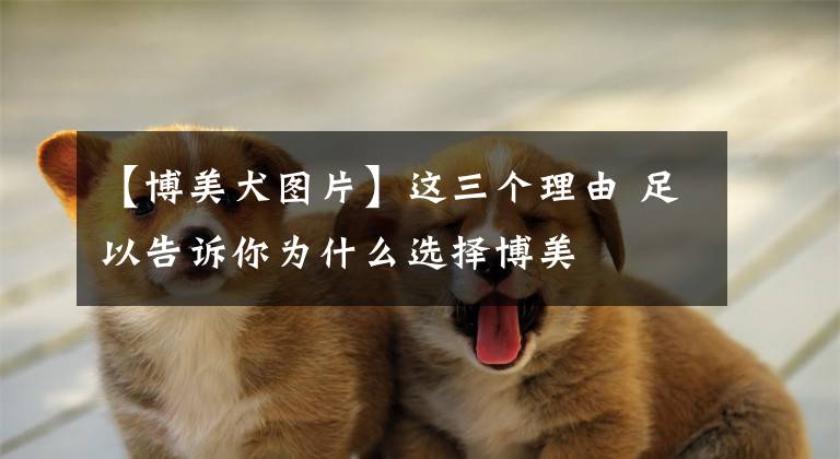 【博美犬图片】这三个理由 足以告诉你为什么选择博美