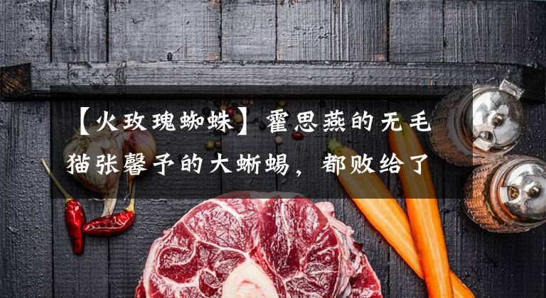 【火玫瑰蜘蛛】霍思燕的无毛猫张馨予的大蜥蜴，都败给了李冰冰的这个爱宠！