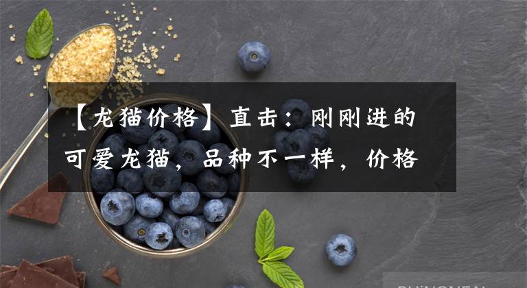 【龙猫价格】直击：刚刚进的可爱龙猫，品种不一样，价格竟然差距这么大