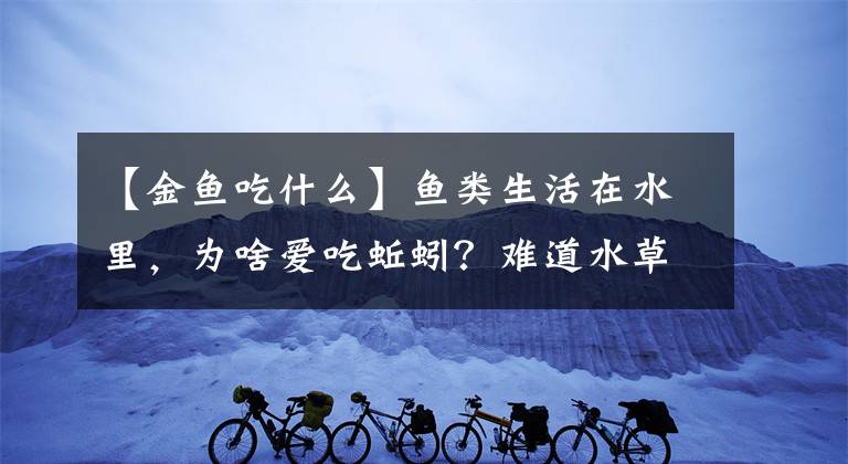 【金鱼吃什么】鱼类生活在水里，为啥爱吃蚯蚓？难道水草吃够了，想吃肉了吗