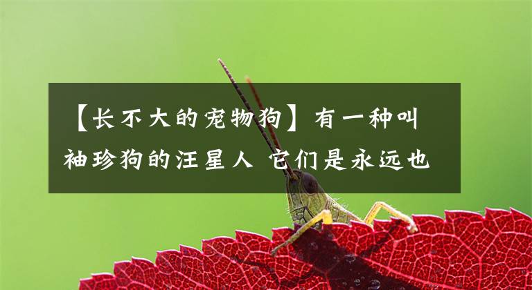 【长不大的宠物狗】有一种叫袖珍狗的汪星人 它们是永远也长不大的小可爱！