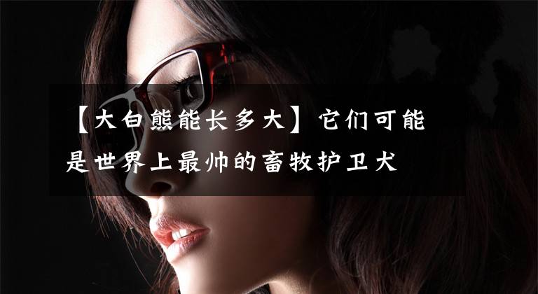 【大白熊能长多大】它们可能是世界上最帅的畜牧护卫犬