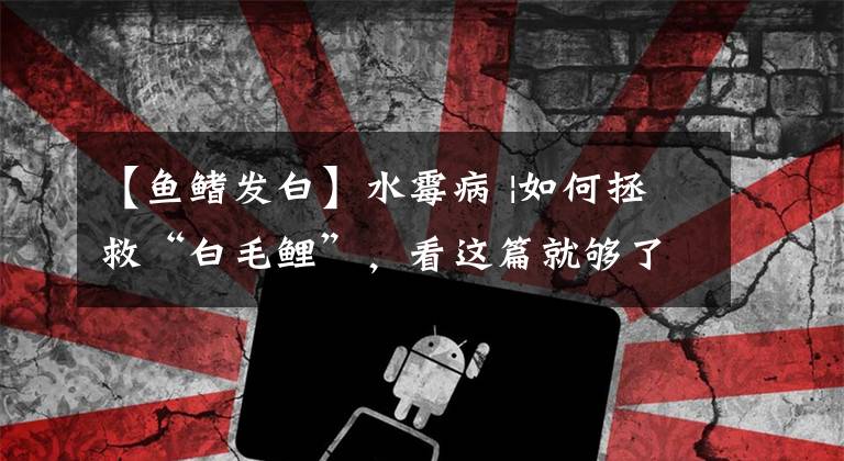 【鱼鳍发白】水霉病 |如何拯救“白毛鲤”，看这篇就够了