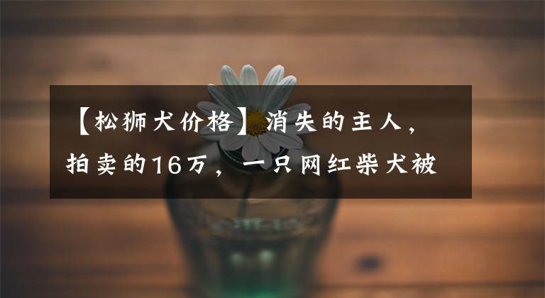 【松狮犬价格】消失的主人，拍卖的16万，一只网红柴犬被遗弃的半生