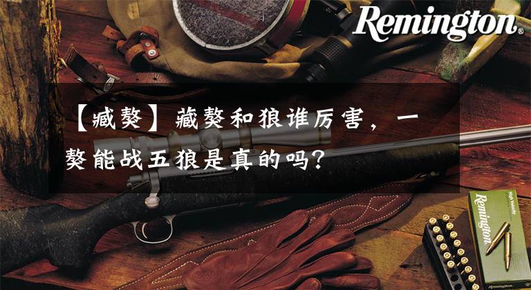 【臧獒】藏獒和狼谁厉害，一獒能战五狼是真的吗？