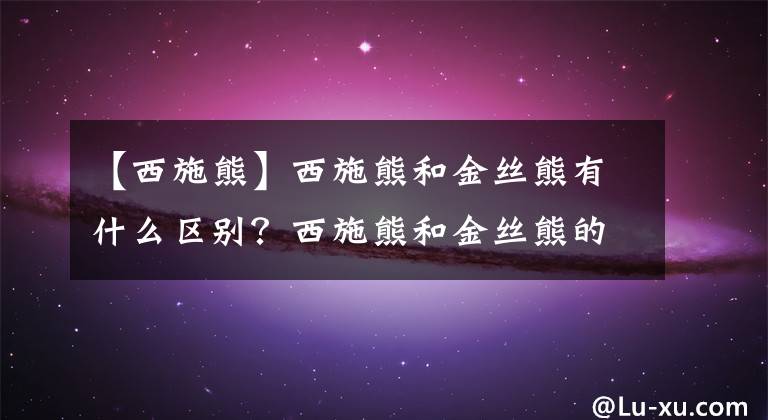 【西施熊】西施熊和金丝熊有什么区别？西施熊和金丝熊的区别