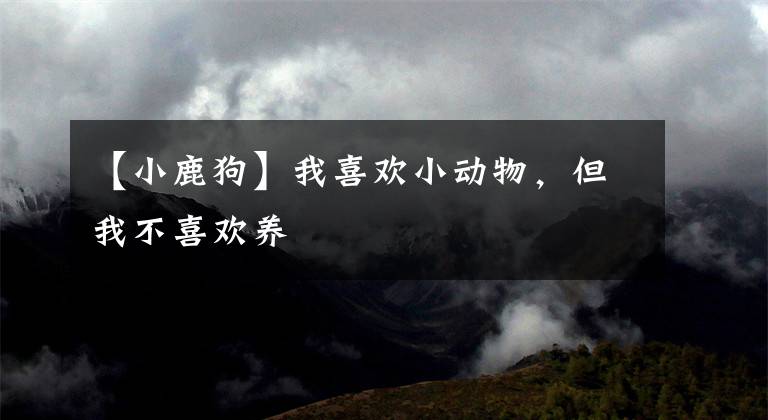 【小鹿狗】我喜欢小动物，但我不喜欢养