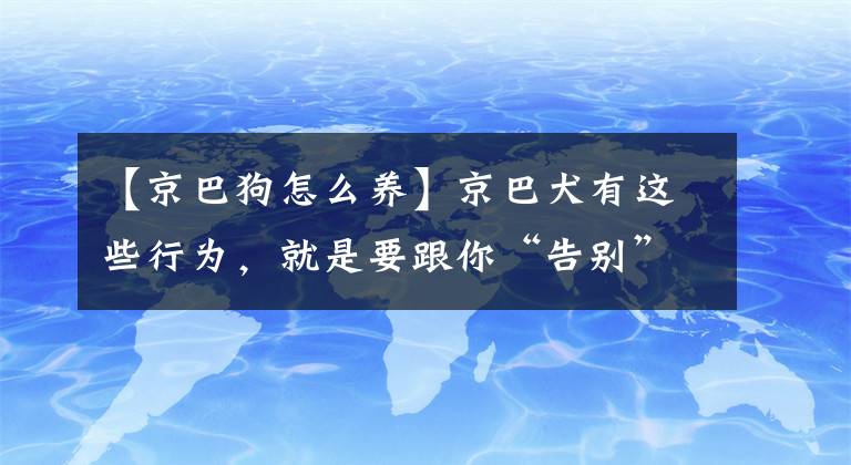 【京巴狗怎么养】京巴犬有这些行为，就是要跟你“告别”了