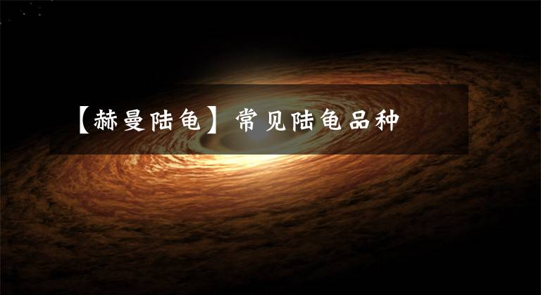 【赫曼陆龟】常见陆龟品种
