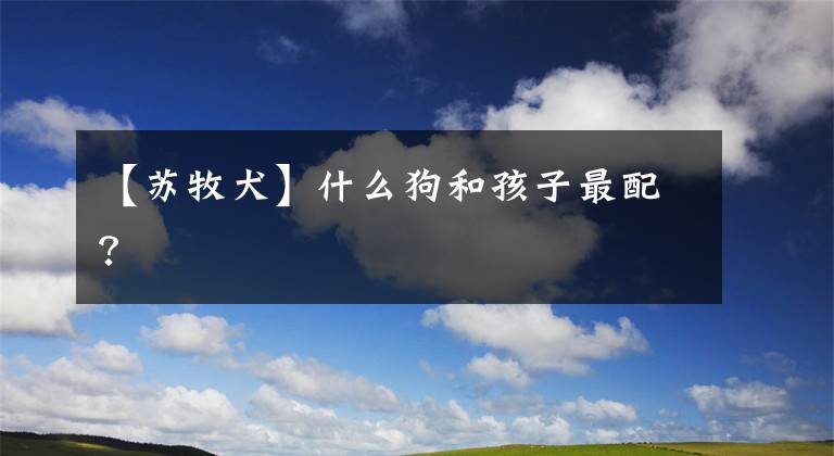 【苏牧犬】什么狗和孩子最配？