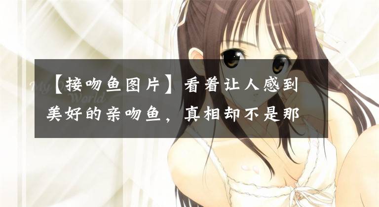 【接吻鱼图片】看着让人感到美好的亲吻鱼，真相却不是那么美好！
