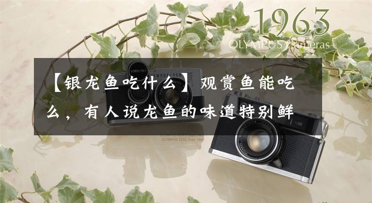 【银龙鱼吃什么】观赏鱼能吃么，有人说龙鱼的味道特别鲜美？别把药物残留不当回事