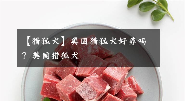 【猎狐犬】美国猎狐犬好养吗？美国猎狐犬