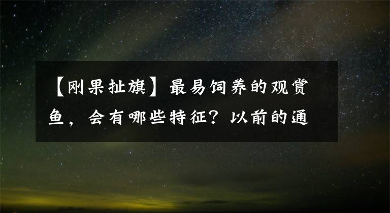 【刚果扯旗】最易饲养的观赏鱼，会有哪些特征？以前的通货品种未必容易饲养