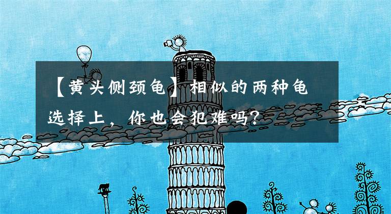 【黄头侧颈龟】相似的两种龟选择上，你也会犯难吗？