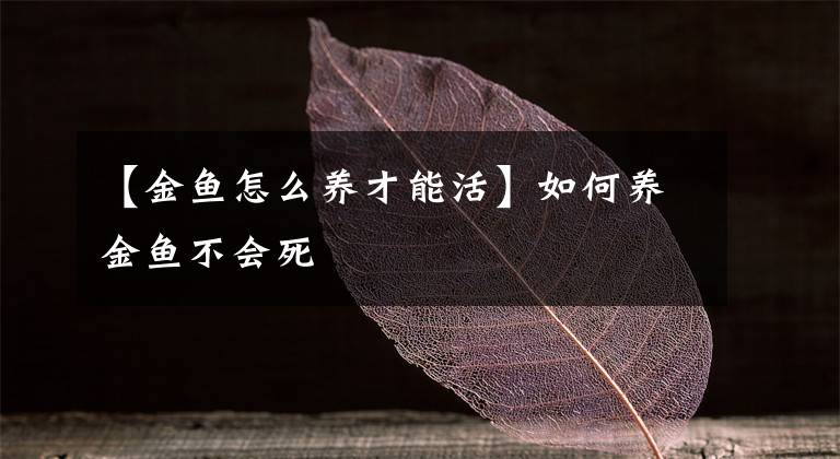 【金鱼怎么养才能活】如何养金鱼不会死