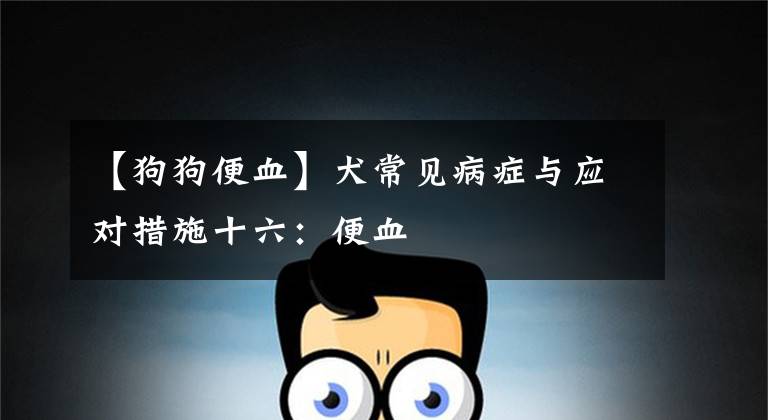 【狗狗便血】犬常见病症与应对措施十六：便血