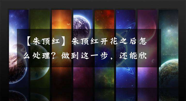 【朱顶红】朱顶红开花之后怎么处理？做到这一步，还能欣赏一茬花，壮实漂亮
