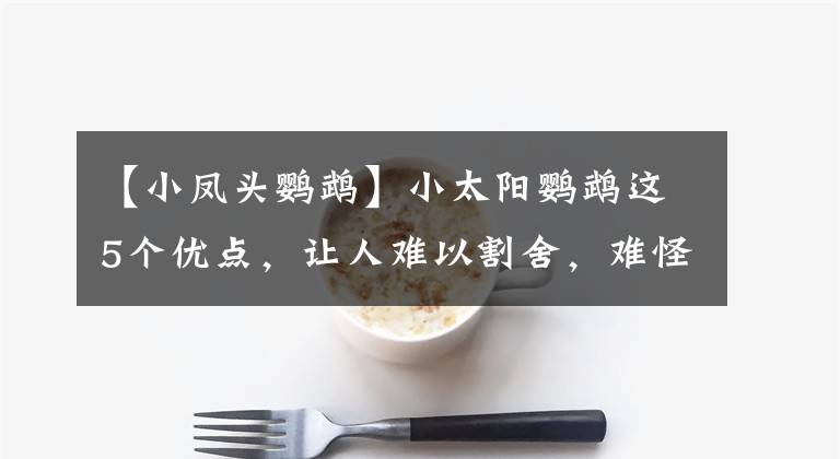 【小凤头鹦鹉】小太阳鹦鹉这5个优点，让人难以割舍，难怪这么多人养小太阳鹦鹉