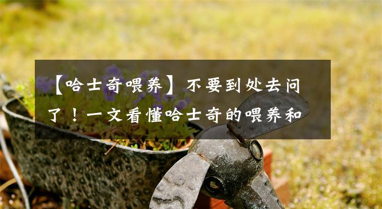 【哈士奇喂养】不要到处去问了！一文看懂哈士奇的喂养和训练方法