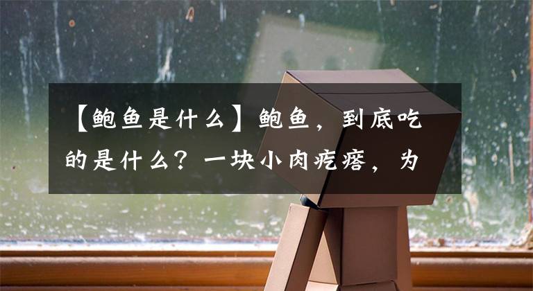 【鲍鱼是什么】鲍鱼，到底吃的是什么？一块小肉疙瘩，为何能卖这么贵？