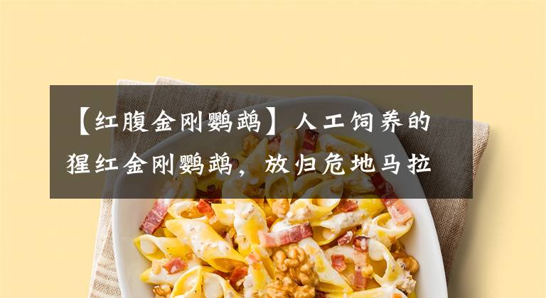 【红腹金刚鹦鹉】人工饲养的猩红金刚鹦鹉，放归危地马拉自然保护区！它们濒临灭绝