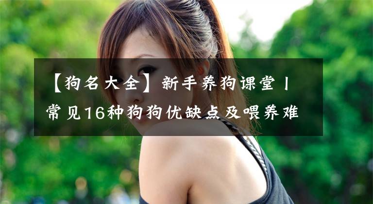 【狗名大全】新手养狗课堂丨常见16种狗狗优缺点及喂养难度合集