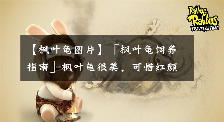 【枫叶龟图片】「枫叶龟饲养指南」枫叶龟很美，可惜红颜薄命