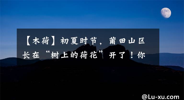【木荷】初夏时节，莆田山区长在“树上的荷花”开了！你见过没