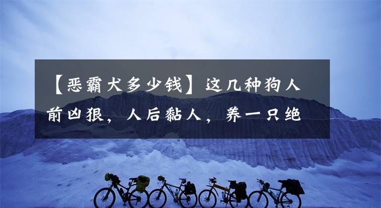 【恶霸犬多少钱】这几种狗人前凶狠，人后黏人，养一只绝对不亏