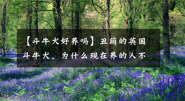 【斗牛犬好养吗】丑萌的英国斗牛犬，为什么现在养的人不多？这6点是原因