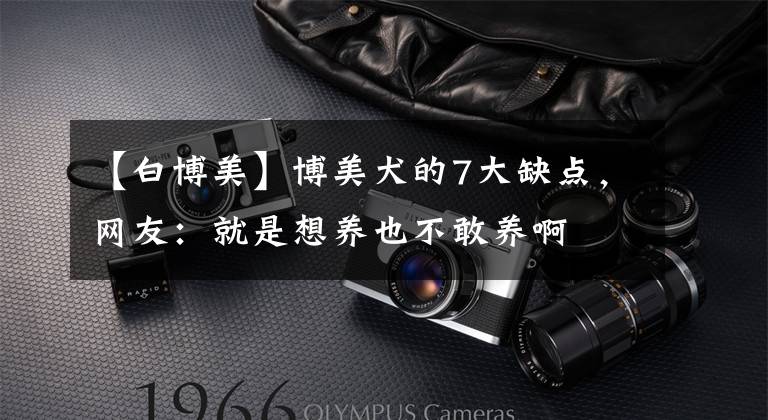 【白博美】博美犬的7大缺点，网友：就是想养也不敢养啊