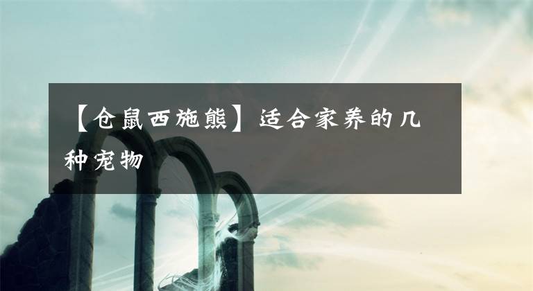 【仓鼠西施熊】适合家养的几种宠物