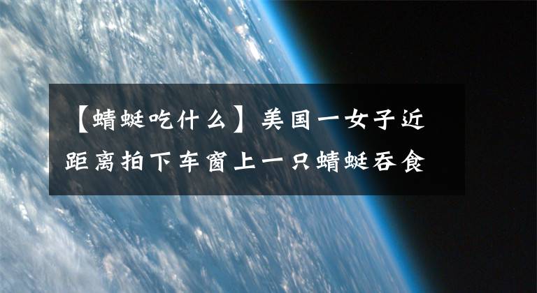 【蜻蜓吃什么】美国一女子近距离拍下车窗上一只蜻蜓吞食苍蝇画面
