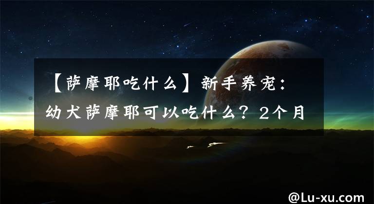 【萨摩耶吃什么】新手养宠：幼犬萨摩耶可以吃什么？2个月左右的幼犬饲养手册