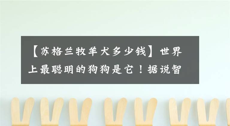 【苏格兰牧羊犬多少钱】世界上最聪明的狗狗是它！据说智商相当于8岁小孩