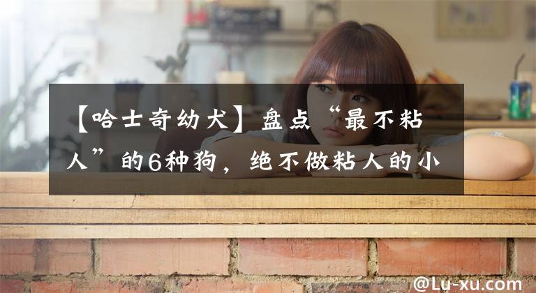 【哈士奇幼犬】盘点“最不粘人”的6种狗，绝不做粘人的小妖精
