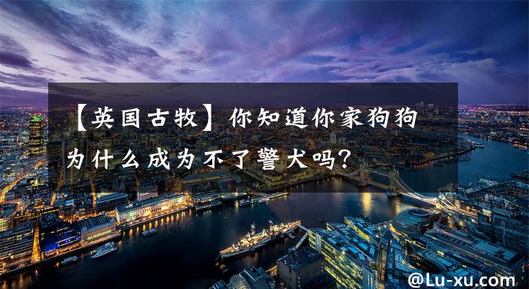 【英国古牧】你知道你家狗狗为什么成为不了警犬吗？