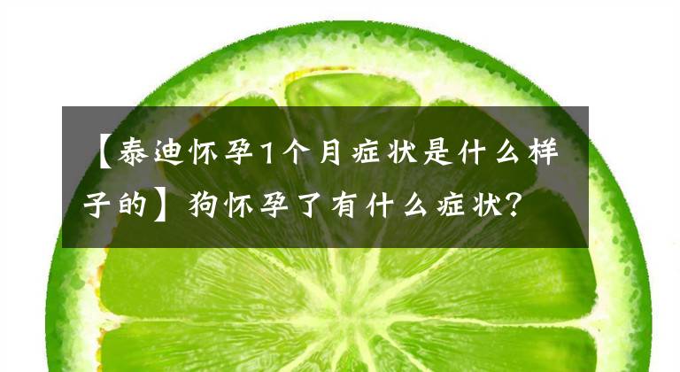 【泰迪怀孕1个月症状是什么样子的】狗怀孕了有什么症状？