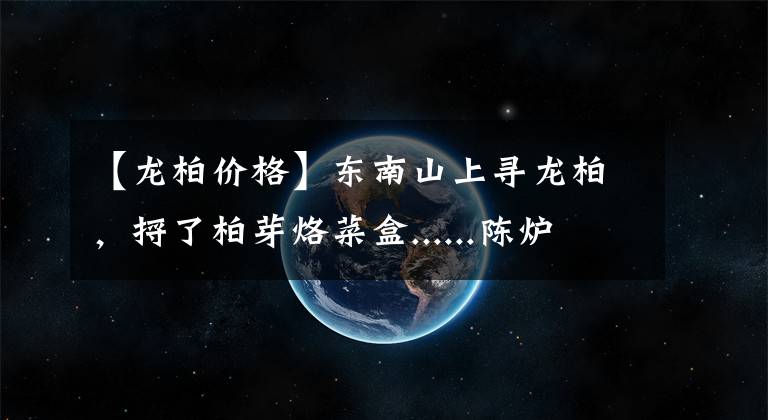 【龙柏价格】东南山上寻龙柏，捋了柏芽烙菜盒......陈炉4万亩龙柏芽拓宽群众致富路