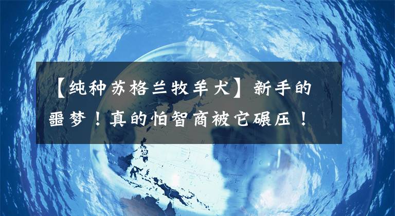 【纯种苏格兰牧羊犬】新手的噩梦！真的怕智商被它碾压！超级聪明的边境牧羊犬