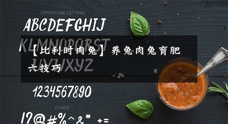 【比利时肉兔】养兔肉兔育肥六技巧