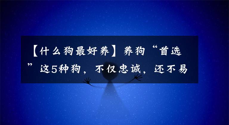 【什么狗最好养】养狗“首选”这5种狗，不仅忠诚，还不易生病