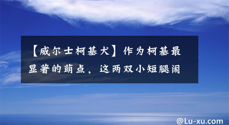 【威尔士柯基犬】作为柯基最显著的萌点，这两双小短腿闹出的笑话可真不少